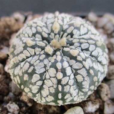 Astrophytum asterias  “CV...