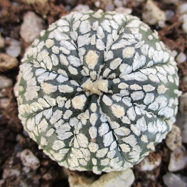 Astrophytum asterias  “CV...