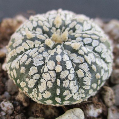 Astrophytum asterias  “CV...