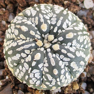 Astrophytum asterias “CV SUPERKABUTO...