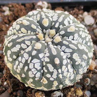 Astrophytum asterias “CV SUPERKABUTO...