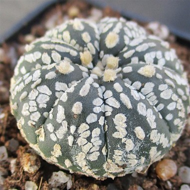 Astrophytum asterias “CV SUPERKABUTO...