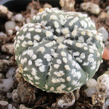 Astrophytum ASKCAP 7RIBS “CV...