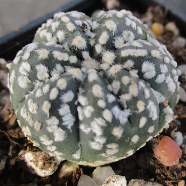 Astrophytum ASKCAP 7RIBS “CV...