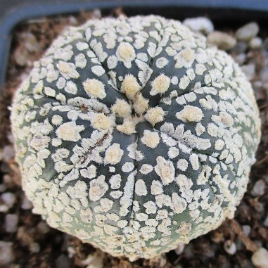 Astrophytum asterias  “CV SUPERKABUTO...