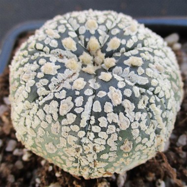 Astrophytum asterias  “CV SUPERKABUTO...