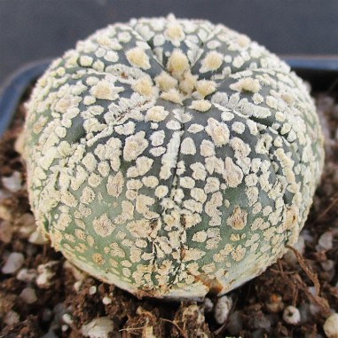 Astrophytum asterias  “CV SUPERKABUTO...