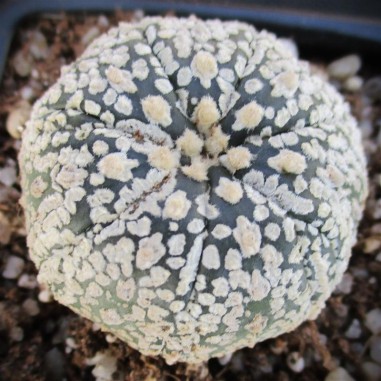 Astrophytum asterias  “CV SUPERKABUTO...