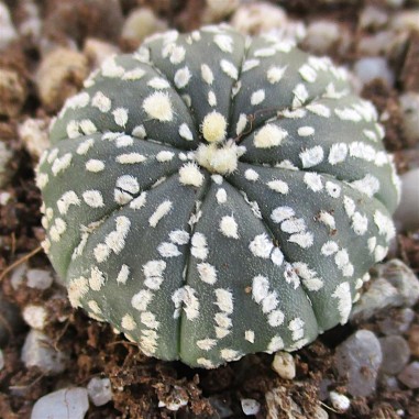 Astrophytum asterias  “CV SUPERKABUTO ”