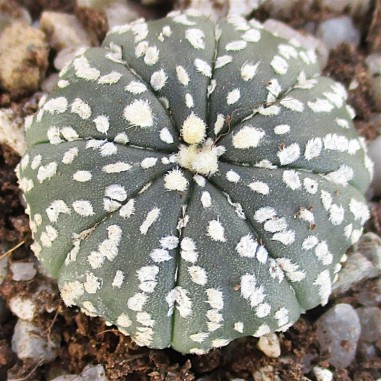 Astrophytum asterias  “CV SUPERKABUTO ”