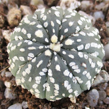 Astrophytum asterias  “CV SUPERKABUTO ”