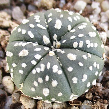 Astrophytum asterias 6ribs