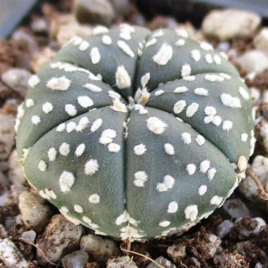 Astrophytum asterias 6ribs