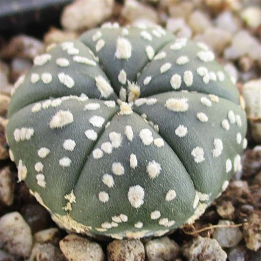 Astrophytum asterias 6ribs