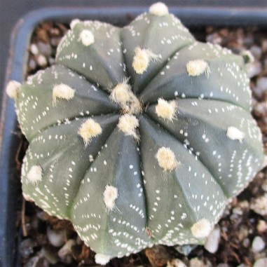 Astrophytum CAPAS (capricornex asterias)