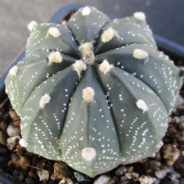 Astrophytum CAPAS (capricornex asterias)