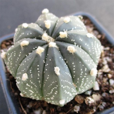 Astrophytum CAPAS (capricornex asterias)