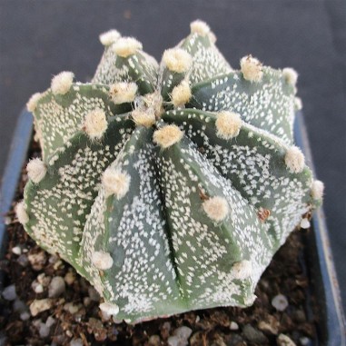 Astrophytum CAPAS (capricornex...