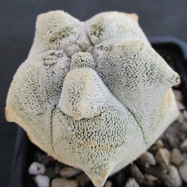 Astrophytum  coahuliense  “CV KIKO...