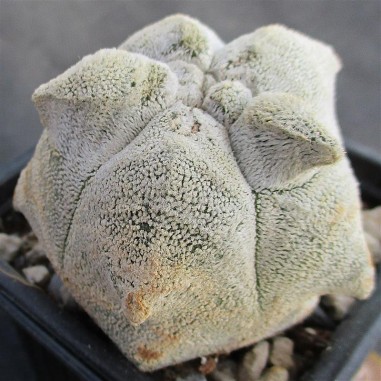 Astrophytum  coahuliense  “CV KIKO...