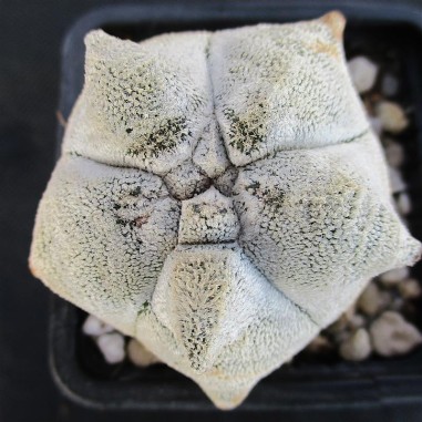 Astrophytum  coahuliense  “CV KIKO...