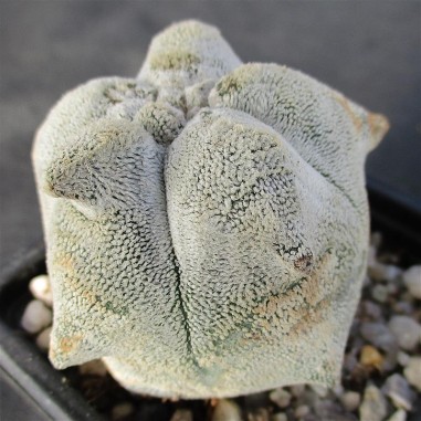 Astrophytum  coahuliense  “CV KIKO...