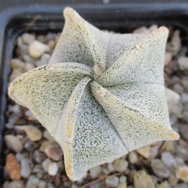 Astrophytum  coahuliense