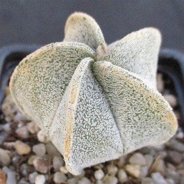 Astrophytum  coahuliense