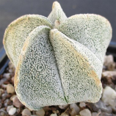 Astrophytum  coahuliense