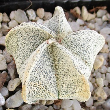 Astrophytum  coahuliense