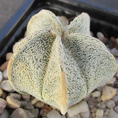 Astrophytum  coahuliense