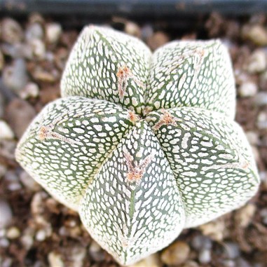 Astrophytum myriostigma  “CV ONZUKA...