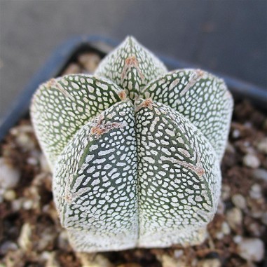 Astrophytum myriostigma  “CV ONZUKA...