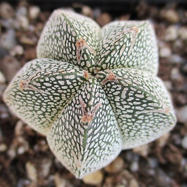 Astrophytum myriostigma  “CV ONZUKA...