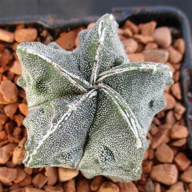 Astrophytum myriostigma  “CV FUKURYU...