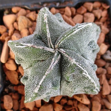 Astrophytum myriostigma  “CV FUKURYU...