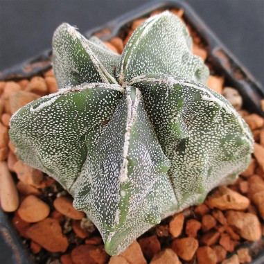 Astrophytum myriostigma  “CV FUKURYU...