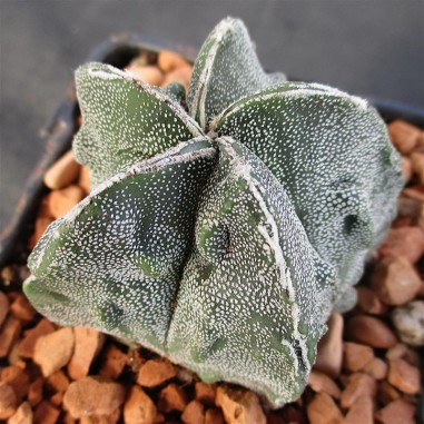 Astrophytum myriostigma  “CV FUKURYU...