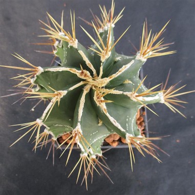 Astrophytum ornatun “CV HAKUJO” SELECTED