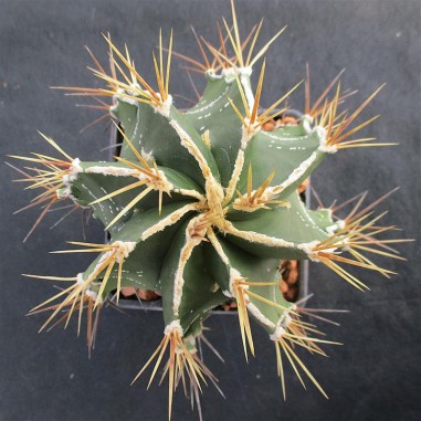 Astrophytum ornatun “CV HAKUJO” SELECTED