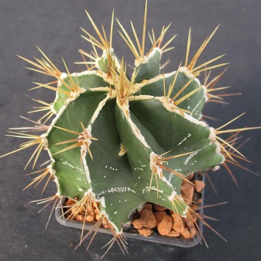 Astrophytum ornatun “CV HAKUJO” SELECTED