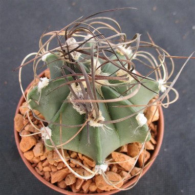 Astrophytum capricorne var senile