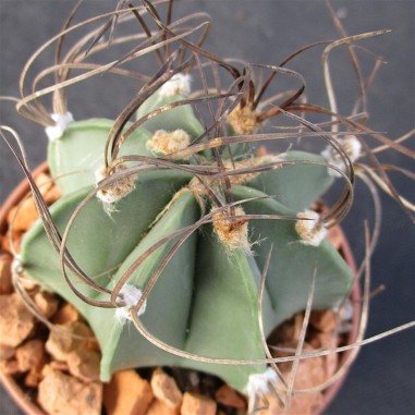 Astrophytum capricorne var senile