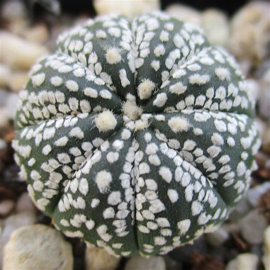 Astrophytum asterias  “CV...