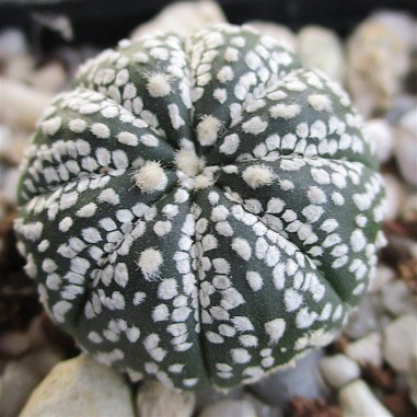 Astrophytum asterias  “CV...