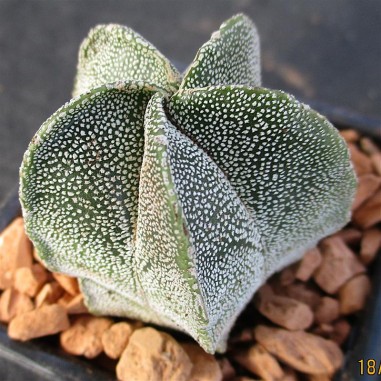 Astrophytum MYOR CV ONZUKA