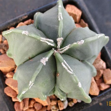 Astrophytum myriostigma  “CV FUKURYU...