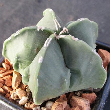 Astrophytum myriostigma  “CV FUKURYU...