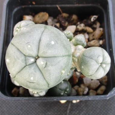 Lophophora williamsii  var caespitosa