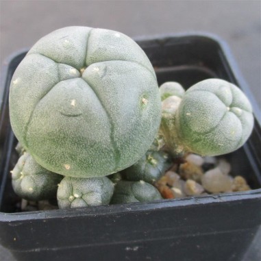 Lophophora williamsii  var caespitosa